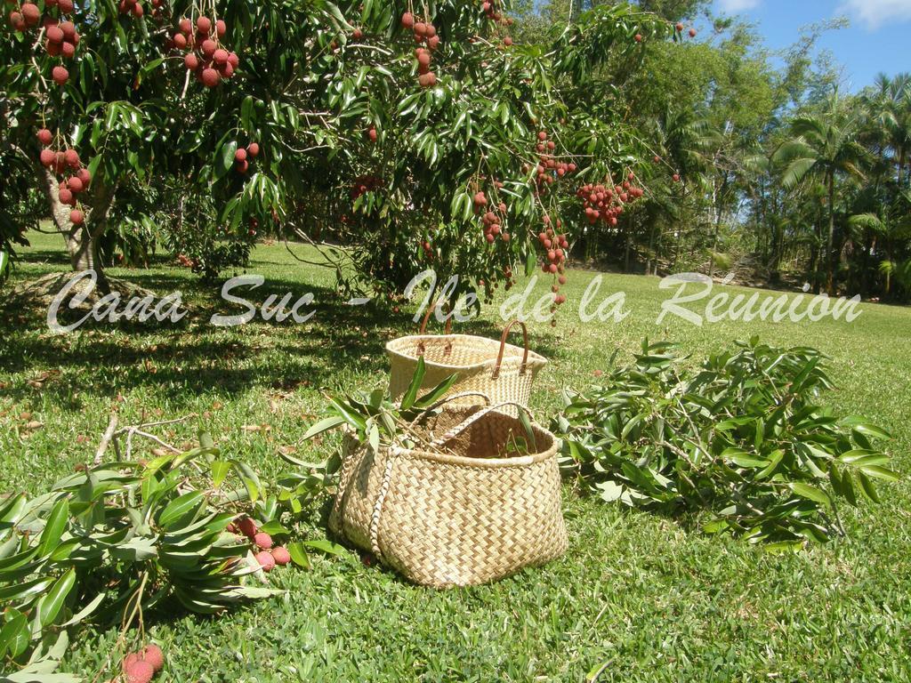Cana Suc سانت روز المظهر الخارجي الصورة