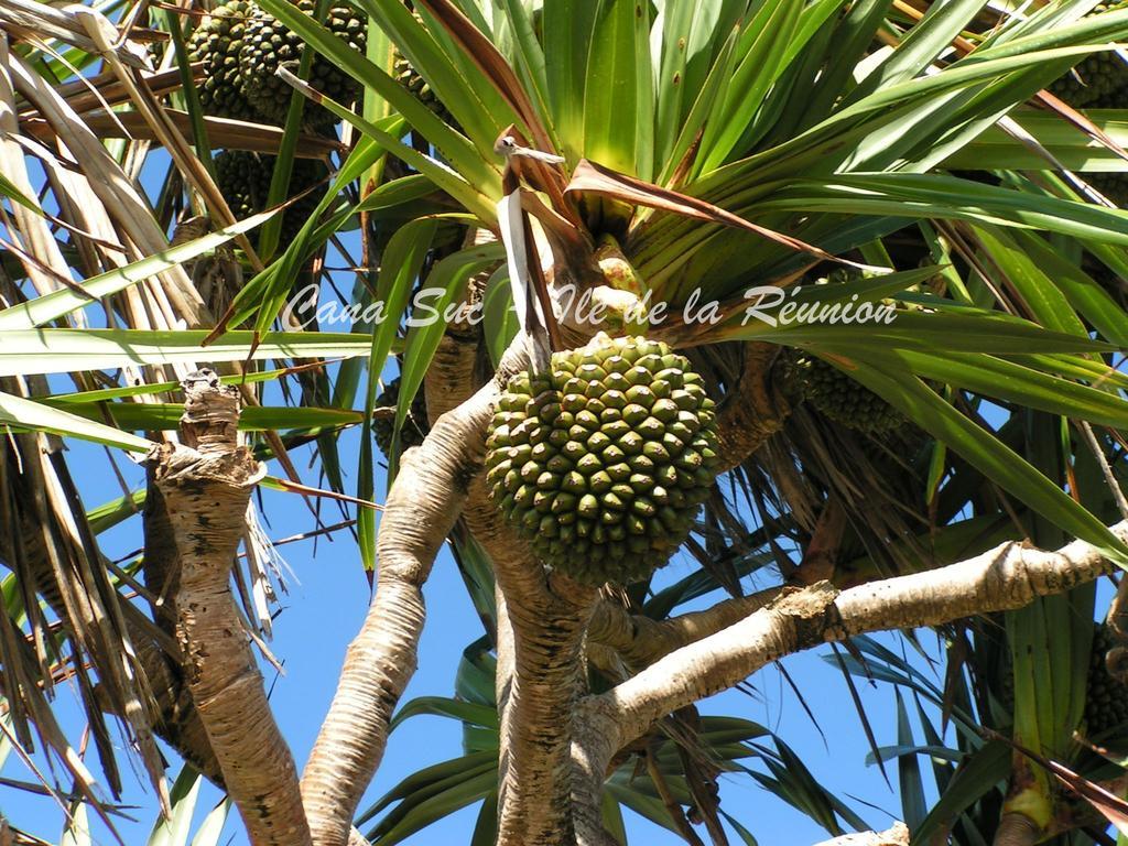 Cana Suc سانت روز المظهر الخارجي الصورة